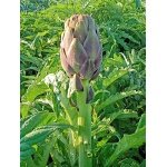 Artichok